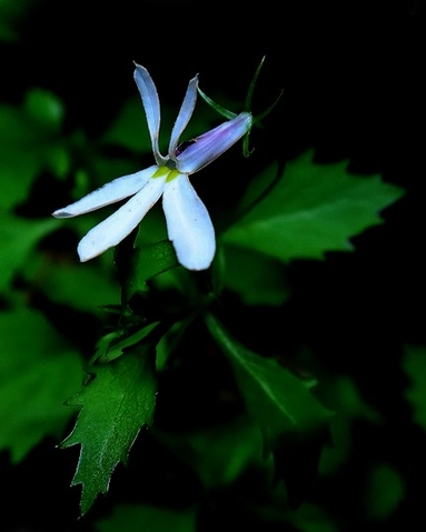 Lobelia pubescens flower