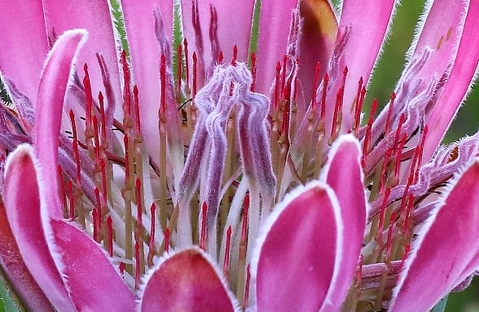 Protea compacta old flowerhead
