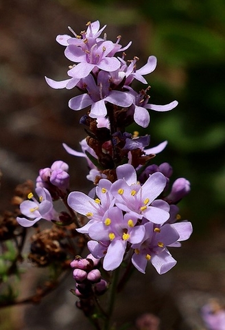 Selago canescens, bitterbos floral detail