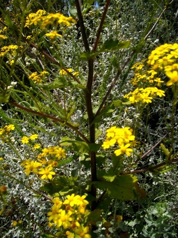 Cineraria lobata leaves and stems