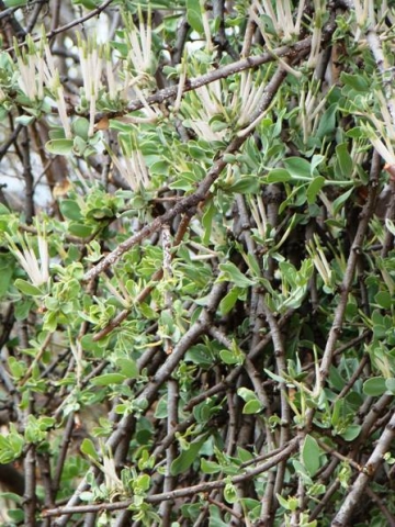 Agelanthus natalitius subsp. zeyheri