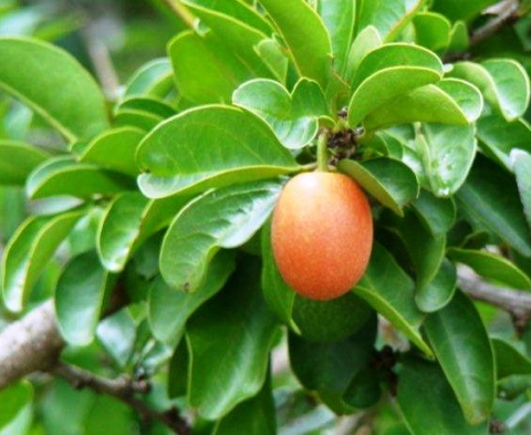 Ximenia caffra var. caffra fruit