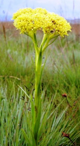 Crassula vaginata subsp. vaginata