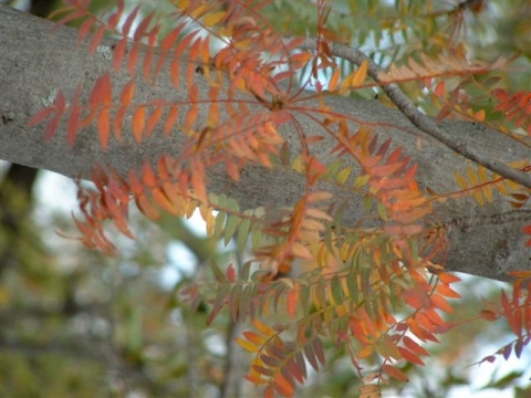 Kirkia wilmsii autumn leaves