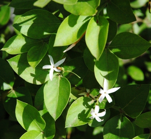 Carissa edulis flower and leaves