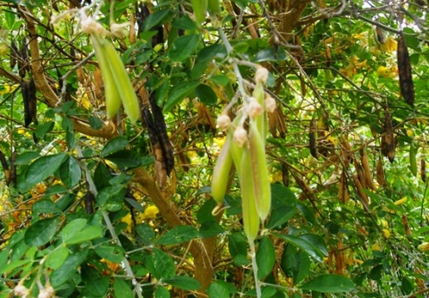 Crotalaria capensis pods