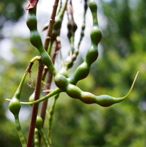 Erythrina humeana green fruit pods