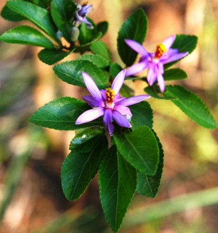 Grewia occidentalis flowers and leaves