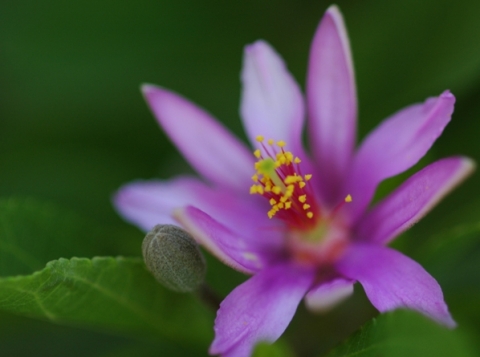 Grewia occidentalis flower