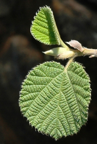 Grewia villosa young leaves