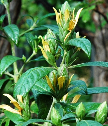 Metarungia longistrobus flowers
