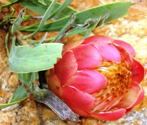 Protea parvula opening flowerhead at Kaapsche Hoop