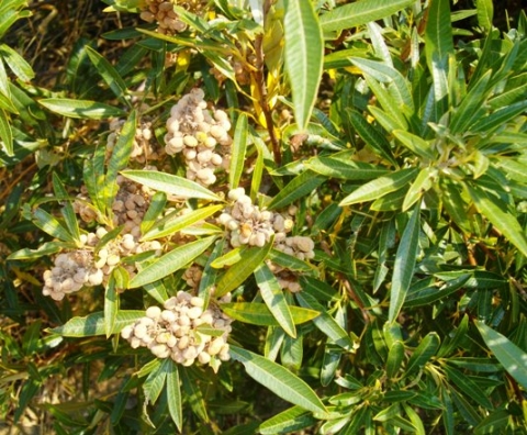 Searsia angustifolia fruit in Jonkershoek