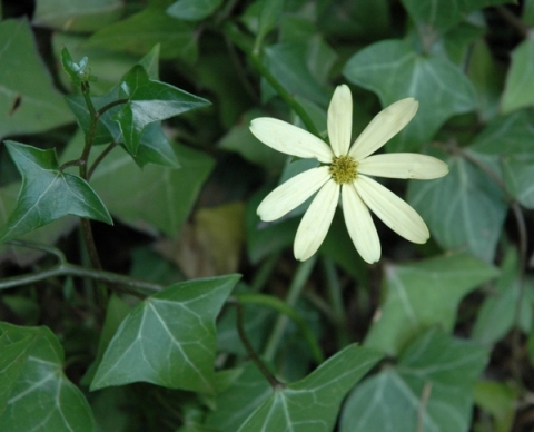 Senecio macroglossus flower