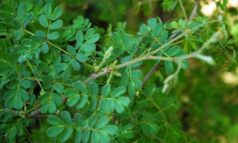 Senegalia burkei leaves