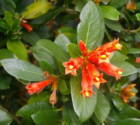 Burchellia bubalina orange flowers