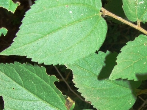 Celtis africana leaves