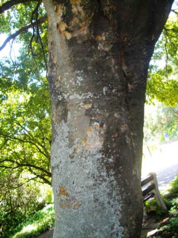 Celtis africana trunk