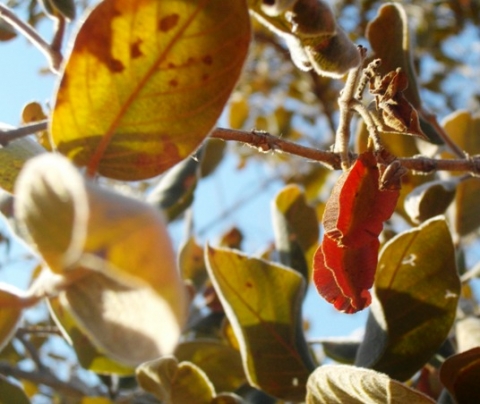 Combretum molle leaves
