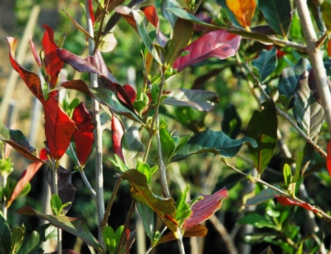 Combretum kraussii, some wintry red leaves