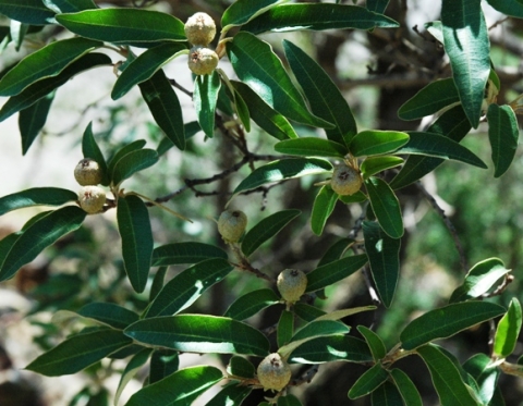 Croton gratissimus branch with fruit near Oberon, Gauteng