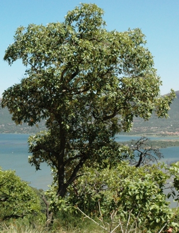 Croton gratissimus at the Hartebeespoort Dam