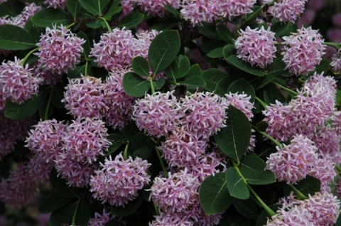 Dais cotinifolia flower clusters or pompons