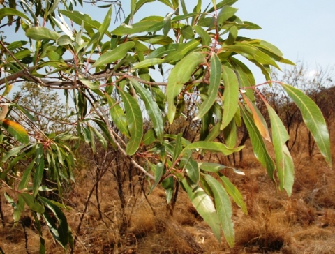 Faurea saligna leaves