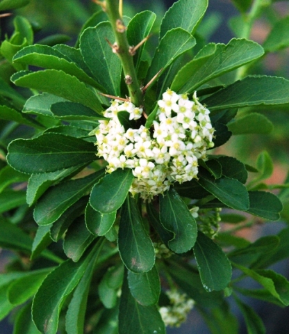 Gymnosporia buxifolia flower