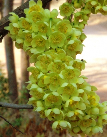 Ochna pulchra flowers