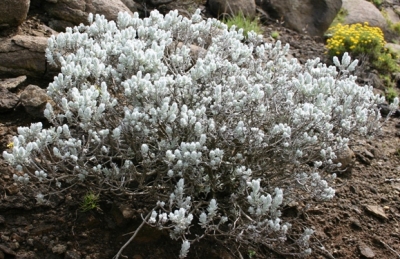 Helichrysum tenuifolium at Ramabantha, Lesotho