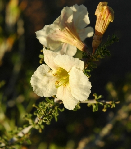Rhigozum trichotomum flowers and leaves
