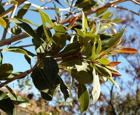 Syzygum guineense subsp. guineense