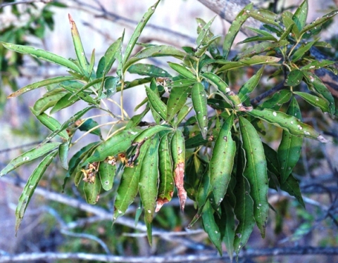 Vitex rehmannii leaves