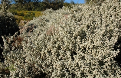 Helichrysum species at Prince Albert