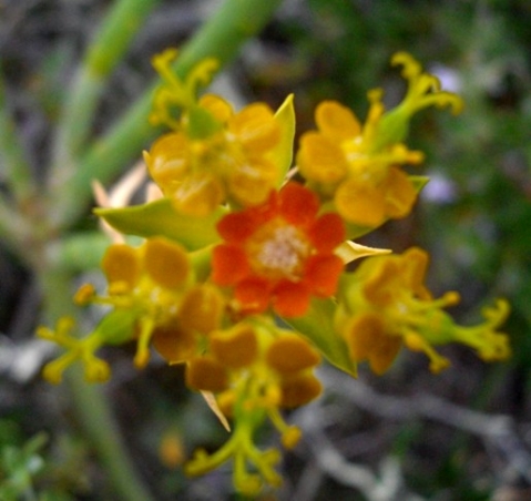 Euphorbia mauritanica flower getting on