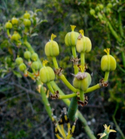 Euphorbia mauritanica fruit