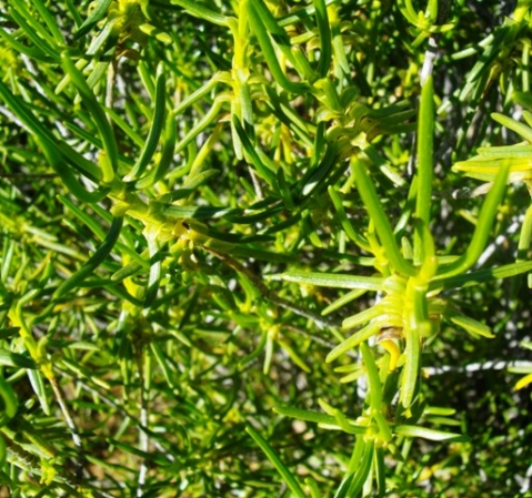 Pteronia paniculata