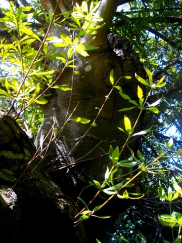 Brabejum stellatifolium trunk