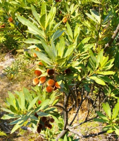 Brabejum stellatifolium fruit