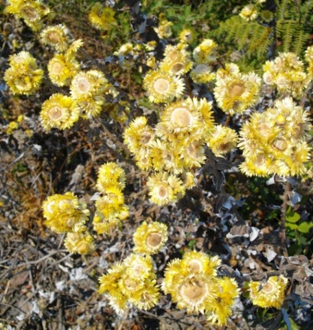 Helichrysum foetidum after two seasons