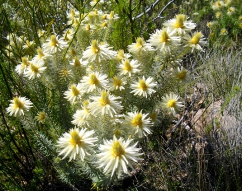 Phylica pubescens in flower
