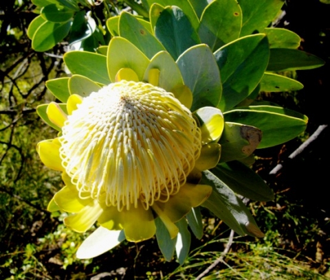 Protea nitida flowerhead