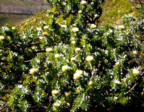Protea nitida