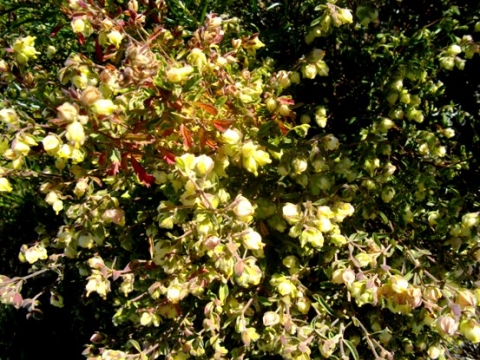 Hermannia hyssopifolia
