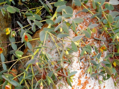 Rafnia acuminata
