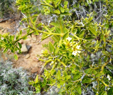 Carissa bispinosa pale in the Karoo