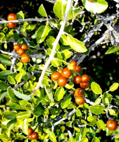 Grewia robusta fruit