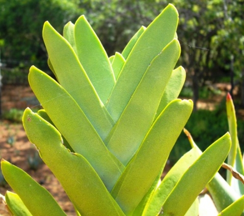 Crassula perfoliata leaves