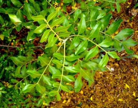 Ptaeroxylon obliquum, a branch in flower